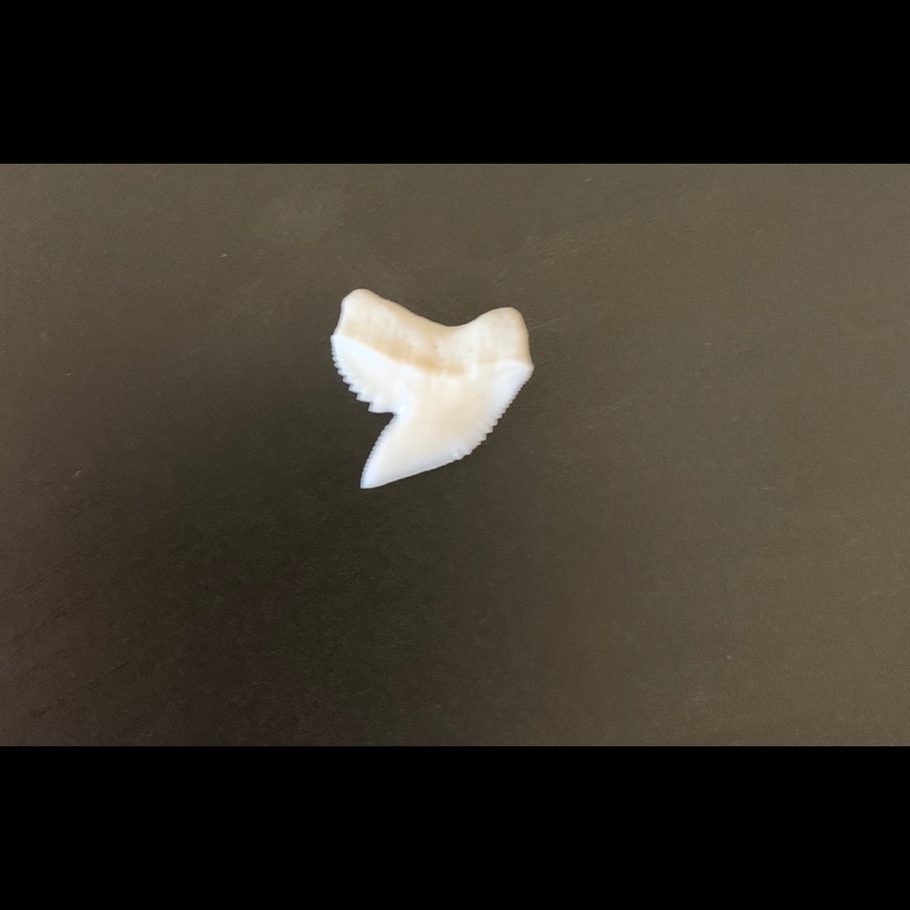 Genuine Tiger Shark Tooth